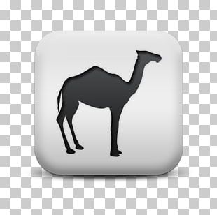 Dromedary Bactrian Camel Llama VicuÃ±a Computer Icons PNG