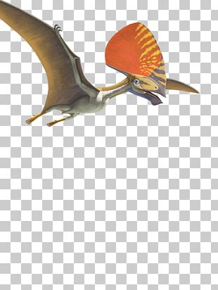 Pteranodon Pterosaurs Tyrannosaurus Pterodactyl PNG, Clipart, Artwork,  Cartoon, Cizgi, Dinosaur, Drawing Free PNG Download