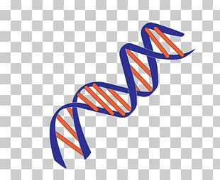 Molecular Models Of DNA Nucleic Acid Double Helix Genetics Base Pair PNG