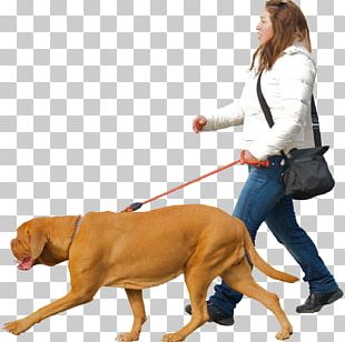 Pet Sitting Golden Retriever Labrador Retriever Puppy PNG, Clipart ...