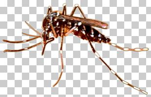 Yellow Fever Mosquito Insect Dengue PNG, Clipart, Arthropod, Biology ...