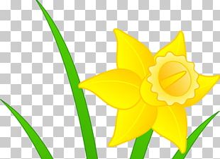 I Wandered Lonely As A Cloud Wild Daffodil Spring Flower Tulip PNG ...