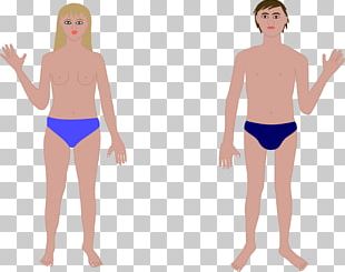 Human Body Homo Sapiens PNG