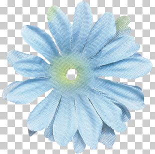 Transvaal Daisy Petal PNG