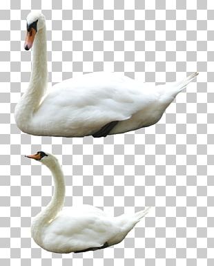 Chinese Goose Bird Duck PNG, Clipart, Animals, Beak, Canada Goose ...