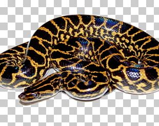 Snakes Green Anaconda Yellow Anaconda Portable Network Graphics PNG