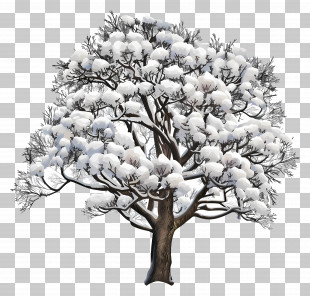 Snow Tree - Snow-Covered Tree In Winter PNG