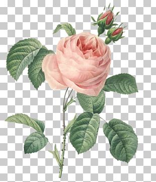 Rose Botany Botanical Illustration Flower Illustration PNG, Clipart ...