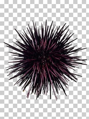 Red Sea Urchin Png Images Red Sea Urchin Clipart Free Download