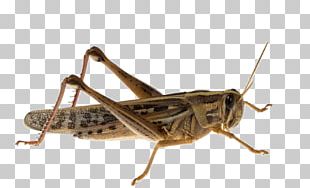 Insect Locust PNG, Clipart, Animals, Art, Caelifera, Color, Creative ...