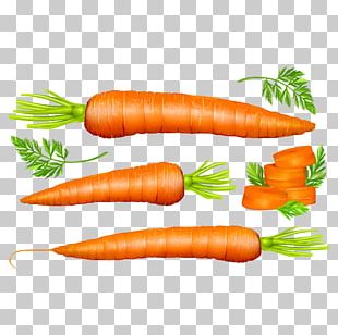 Carrot Vegetable Euclidean PNG