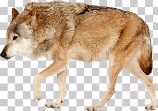 Red Fox Wolf Coyote Arctic Fox Gray Fox PNG, Clipart, Arc, Black And ...