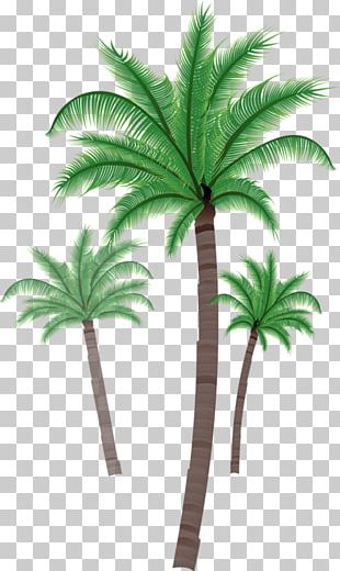 Asian Palmyra Palm Leaf Ornamental Plant Horticulture PNG, Clipart ...