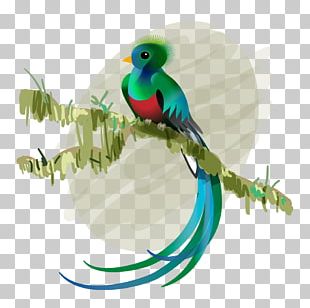 guacamaya png images guacamaya clipart free download guacamaya png images guacamaya clipart