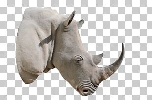 rhino png images rhino clipart free download rhino png images rhino clipart free