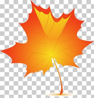 Autumn Leaf Color Birch PNG