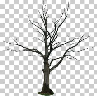 Dead Tree Branches Material 098 PNG, Clipart, 098 Clipart, Branches ...