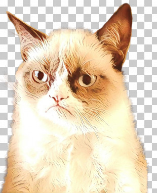 Cat Small To Medium-sized Cats Whiskers Asian Snout PNG