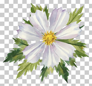 Watercolor Painting - Beautiful White Flower PNG