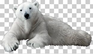 Polar Bear PNG, Clipart, Animal, Animals, Baby Bear, Bear, Bears Free ...