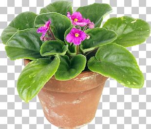 Houseplant Flowerpot African Violets PNG