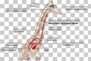 recurrent laryngeal nerve giraffe