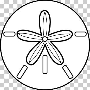 Sand Dollar Seashell Sea Urchin PNG
