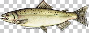 Coho Salmon Chinook Salmon Oily Fish PNG, Clipart, Anatomy, Animals ...