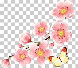 Cherry Blossom PNG, Clipart, Blossom, Cherry, Cherry Blossom, Petal ...