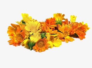 Yellow Calendula PNG Images, Yellow Calendula Clipart Free Download