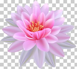 Nelumbo Nucifera Egyptian Lotus Nymphaea Lotus PNG, Clipart, Area, Art ...