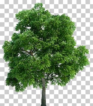 Architectural Rendering 3D Computer Graphics Plant Tree Architecture PNG