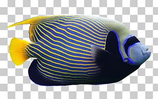 Emperor Angelfish PNG, Clipart, Angelfish, Animal, Animal Figure ...