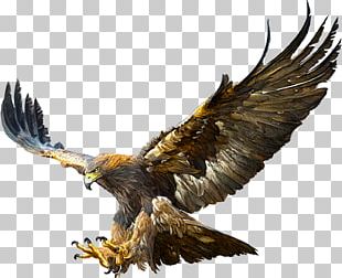 Bald Eagle Drawing Golden Eagle PNG, Clipart, Animals, Art, Artwork ...