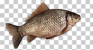 Crucian Carp PNG Images, Crucian Carp Clipart Free Download