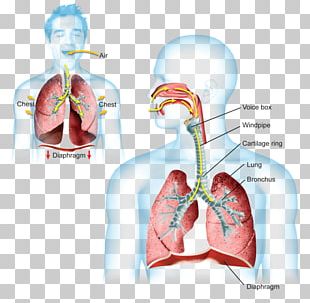 Lung Respiratory System Pulmonary Alveolus Anatomy Bronchiole PNG ...