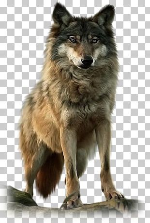 Dog Puppy Coyote Pack Indian Wolf PNG, Clipart, Animal, Animals, Arctic ...