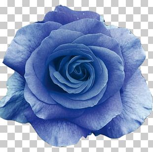 Flower Blue Rose PNG, Clipart, Blue, Blue Flower, Blue Rose, Clip Art ...