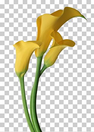 Arum-lily Lilium Flower PNG, Clipart, Arum, Arum Lily, Arumlily, Blog ...