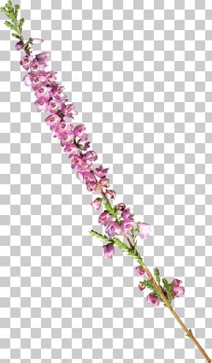 Purple Watercolor Flower PNG Images, Purple Watercolor Flower Clipart Free  Download