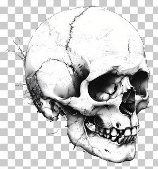 Skull - White Cracked Skull Illustration PNG