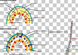 Bacterial Cell Structure Ribosome Prokaryote PNG, Clipart, Area ...