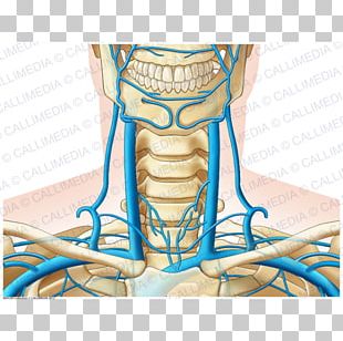 Anterior Jugular Vein