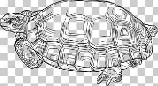 White Tiger Turtle Four Symbols Black Tortoise PNG, Clipart, Animal ...