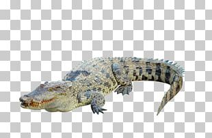 Crocodile Clip Photography PNG