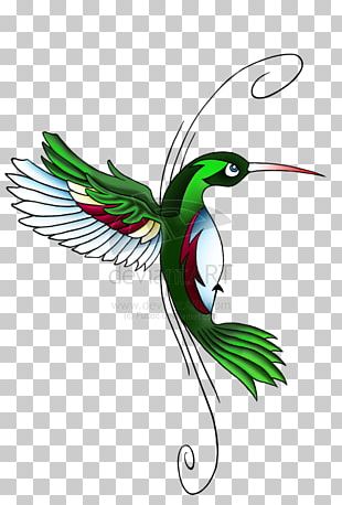 Hummingbird Feather Wing Beak Illustration PNG
