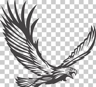 Flying Eagles PNG, Clipart, Animal, Eagle, Eagles Clipart, Fly, Flying ...