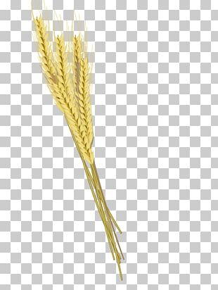 Common Wheat Cereal Ear Illustration PNG, Clipart, Avena, Balloon ...