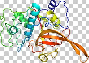 Organism Line PNG