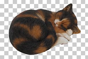 Tortoiseshell Cat Png Images Tortoiseshell Cat Clipart Free Download